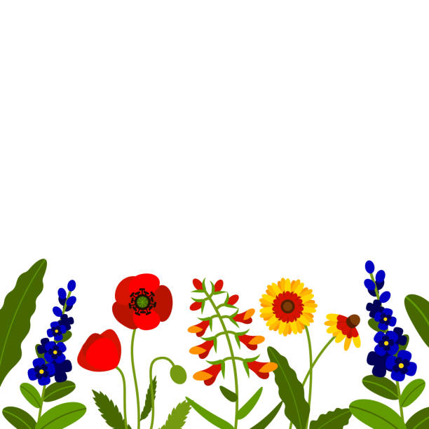 ilustraciones, imágenes clip art, dibujos animados e iconos de stock de borde horizontal con flores de campo aislado en blanco. ilustración de vector. diseño de flores de verano. - poppy flower field red