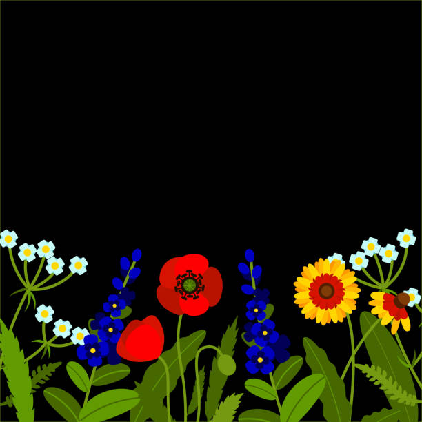 ilustraciones, imágenes clip art, dibujos animados e iconos de stock de borde horizontal con flores de campo aislado en negro. ilustración de vector. diseño de flores de verano. - poppy flower field red