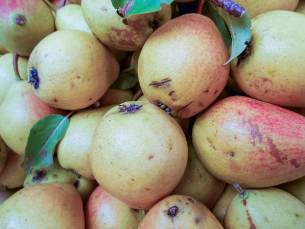 istock Pear texture: lots of pears collected in a bowl 1044195666