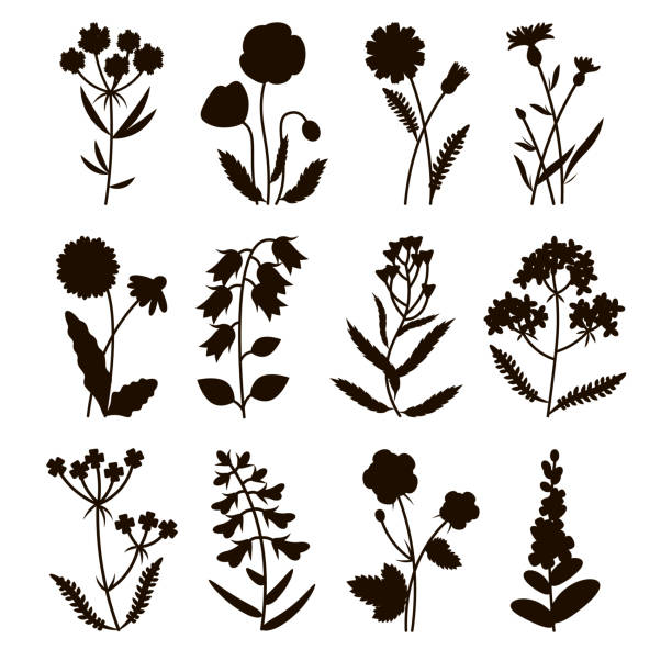 illustrations, cliparts, dessins animés et icônes de ensemble de fleurs de champ de silhouette dont le pavot, camomille, bleuet, sac à main de la dame, renoncule, muflier, bell, la lavande. fleurs d’été. illustration vectorielle. - wildflower meadow flower poppy