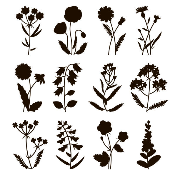 Set of silhouette field flowers including poppy, chamomile, cornflower, lady's purse, buttercup, snapdragon, bell, lavender. Summer flowers. Vector illustration. Set of silhouette field flowers including poppy, chamomile, cornflower, lady's purse, buttercup, snapdragon, bell, lavender. Summer flowers. Vector illustration medicine silhouettes stock illustrations
