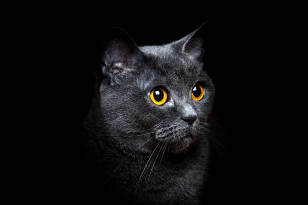 istock Gray British shorthair cat on a black background 1044197190