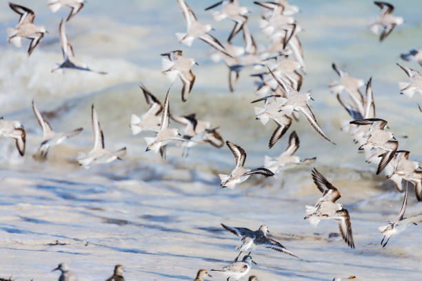 Birds in Mexican Seacoast