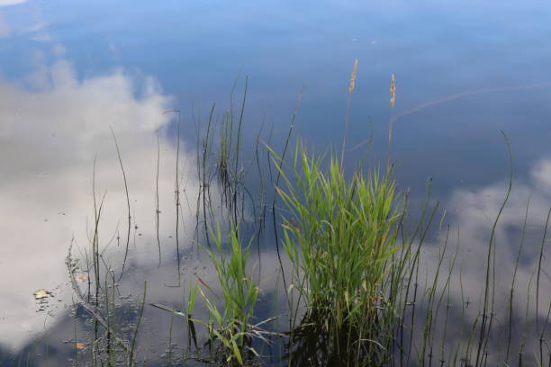 istock Clouds reflected in water of rive with reeds 1044201574