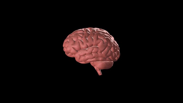 430+ Parts Of The Brain Background Stock Videos and Royalty-Free ...