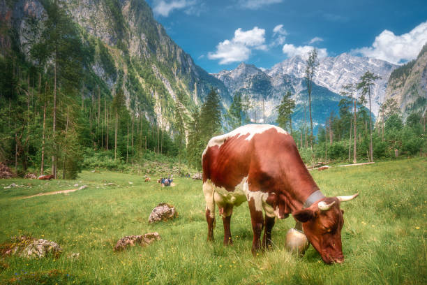 Beautiful view meadow between Konigsee and Obersee lakes near Jenner mount in Berchtesgaden National Park with brown and white cow, Germany. Clipping path of sky