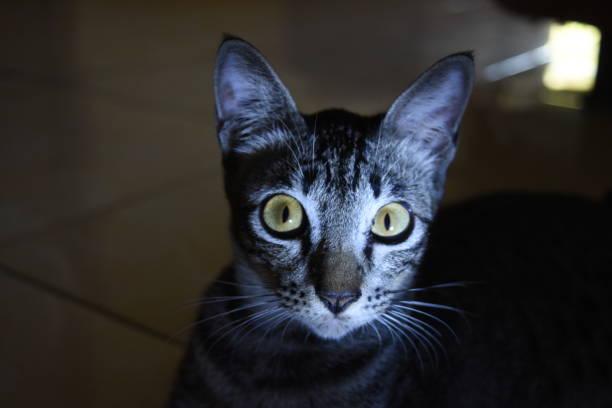 istock Gray cat with a light that illuminates his face 1044205040