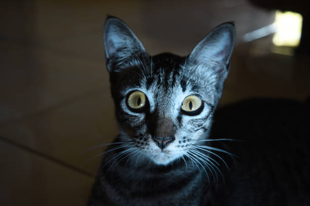 Gray cat with a light that illuminates his face