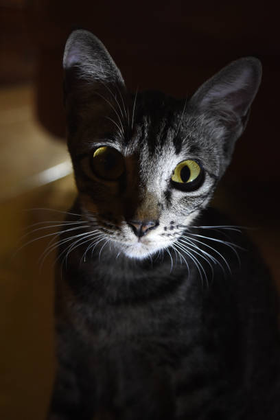 istock Gray cat with a light that illuminates his face 1044205306