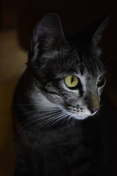 istock Gray cat with a light that illuminates his face 1044205398