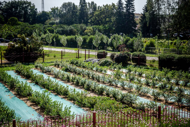 istock field of blueberry bushes 1044206036