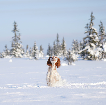Setter dog in powder snow in the Norwegian mountain area called Synnfjell