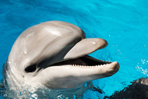 istock bottlenose dolphin swimming in blue water. Dolphin Assisted Therapy 1044213606
