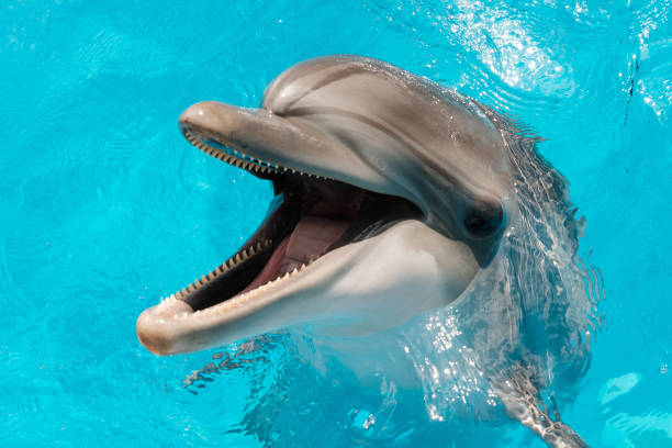 tursiope che nuota in acqua blu. terapia assistita da delfini - happy dolphin foto e immagini stock