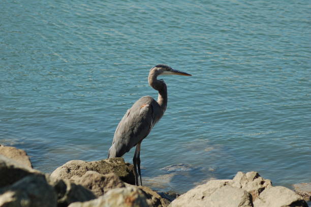 istock Grey heron in Balboa Island 1044217624