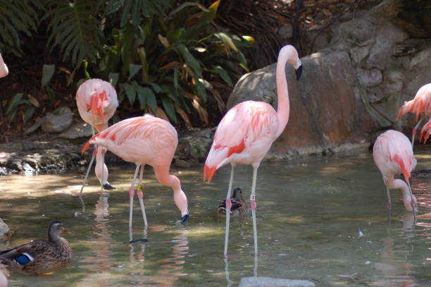 istock Flamingos in the water 1044226902