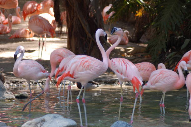Flamingos in love