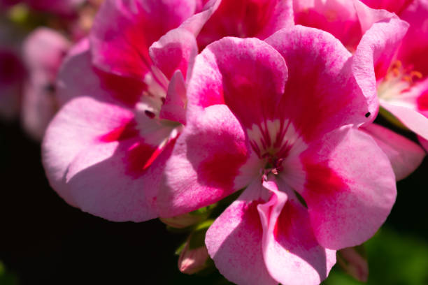 istock Flower beautiful color 1044227336