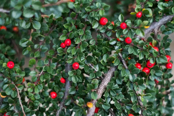 Cotoneaster branch with beautiful green leaves and red berries background texture.