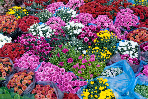 istock Beautiful flower arrangement, blossom store 1044233456