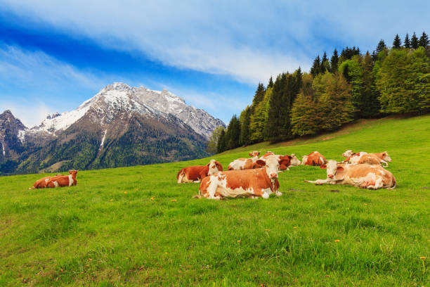Cows resting on verdant pastures of the Salzburgerland, Austria.