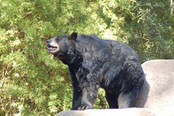 Animals 3
