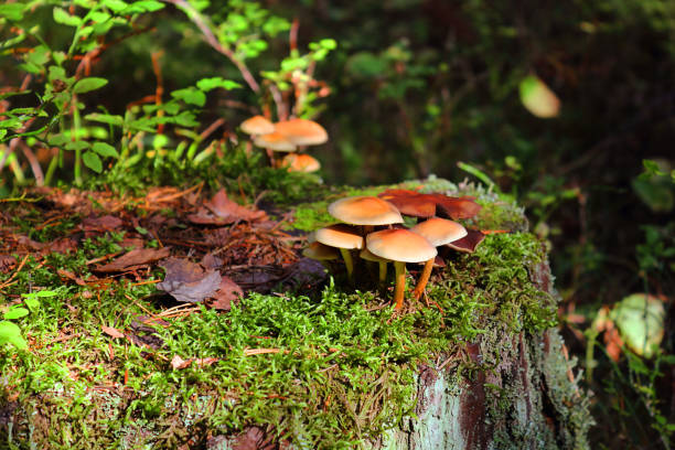 istock Poisonous mushrooms in the forest, moss. Pale toadstool (Latin amanita of the phalloid). Contains a narcotic substance of vegetable origin. Selective focus, close-up. 1044240164