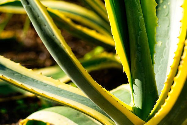 istock Closeup view of a decorative aloe plant 1044243926