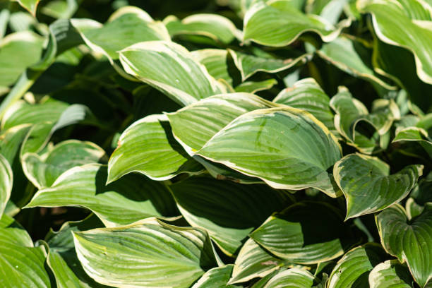 istock Natural carpet of hosta leaves 1044252974