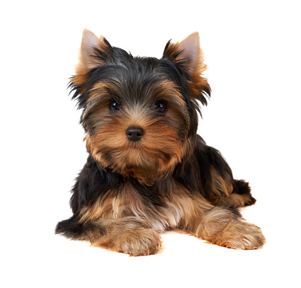 One cute puppy of the Yorkshire Terrier looks to the camera on isolated white background