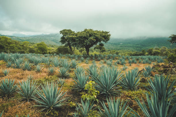Agave field Agave field agave plant photos stock pictures, royalty-free photos & images