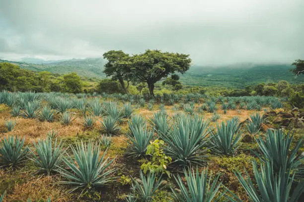 Photo of Agave field
