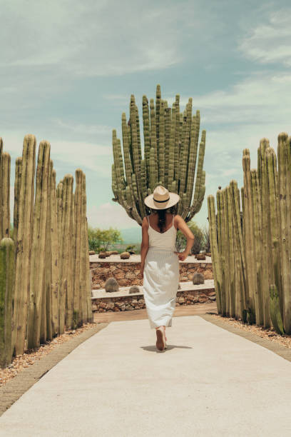 Woman travelling in Mexico Woman travelling in Mexico agave plant photos stock pictures, royalty-free photos & images