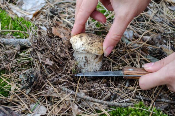 istock Picking wild mushrooms, boletus edulis in forest. 1044258204