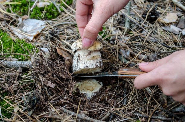 istock Picking wild mushrooms, boletus edulis in forest. 1044258284