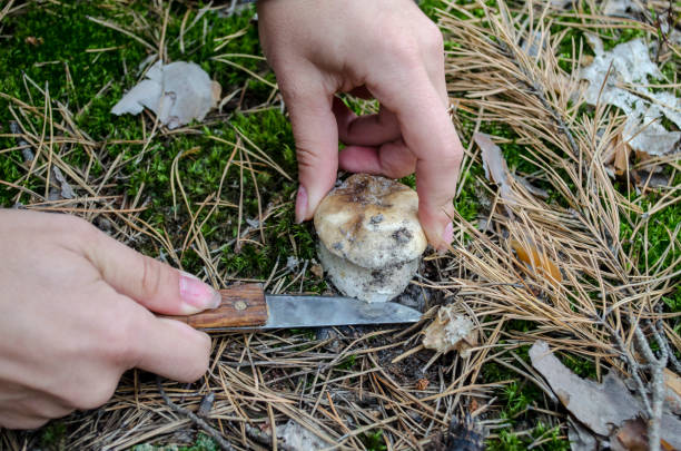 istock Picking wild mushrooms, boletus edulis in forest. 1044258312