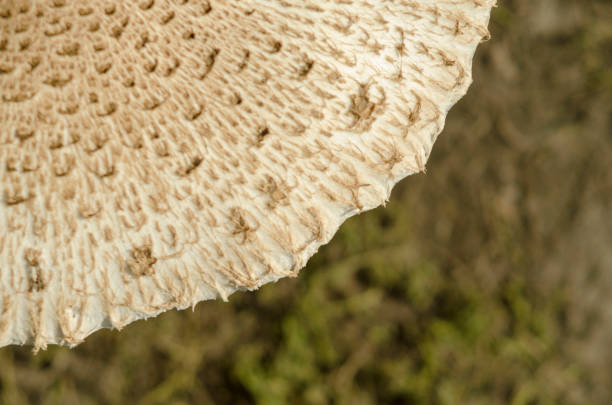 Pattern in nature. Parasol mushroom macrolepiota procera. Cap from the macrolepiota procera mushroom