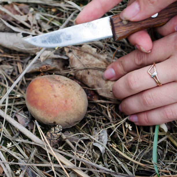 istock Picking wild mushrooms in forest 1044258572