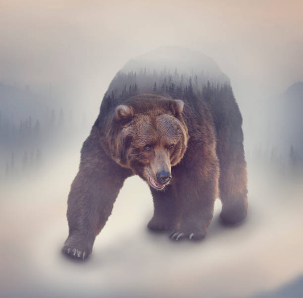 istock Double exposure of a wild bear and a pine forest 1044258850