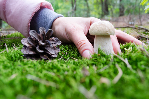 Picking wild mushrooms, boletus edulis in forest. The search for mushrooms in the woods. Mushroom picker