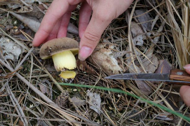 istock Picking wild mushrooms, boletus edulis in forest. 1044259192