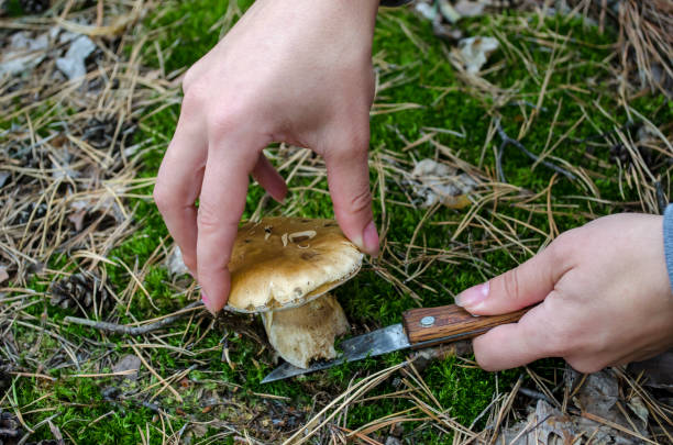 istock Picking wild mushrooms, boletus edulis in forest. 1044261596