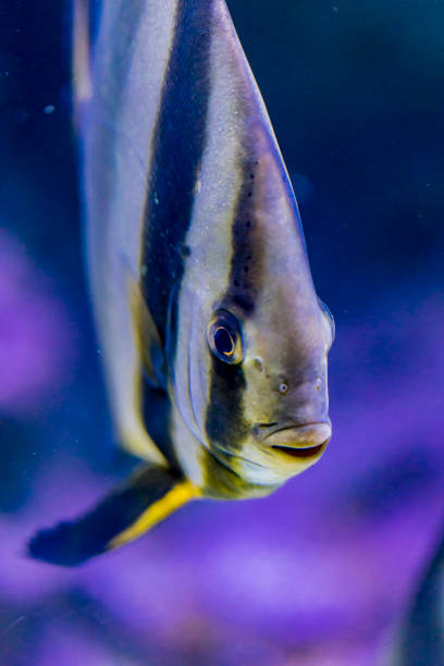 istock Orbicular batfish in the water 1044266094