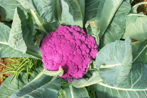 istock Fresh purple cauliflower vegetable 1044268312