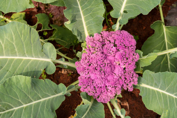 istock Fresh purple cauliflower vegetable 1044268338