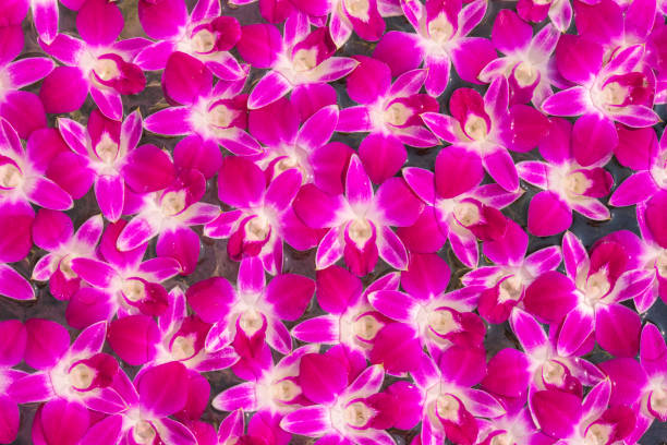 istock Pink orchid flowers over water surface close up 1044270470