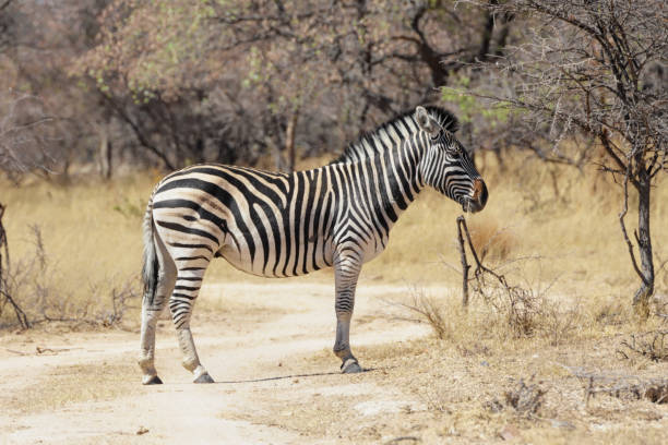 istock One striped Chapman's zebra in profile Zimbabwe 1044270472