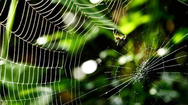 Spider (Hosselt's Spiny Spider) Building a web in forest, Thailand.
