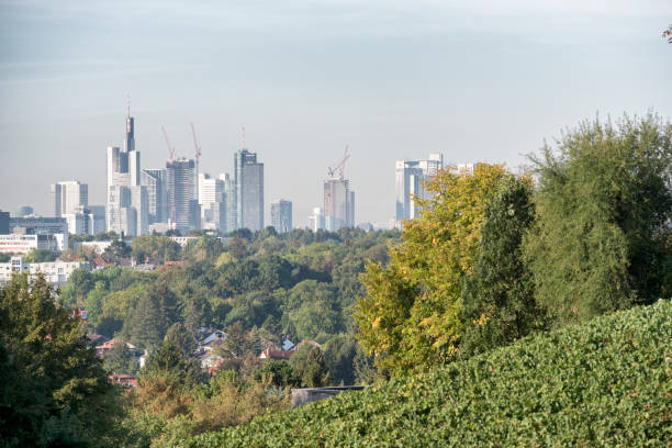 Vineyard Lohrberg and skyline of Frankfurt am Main, Germany
