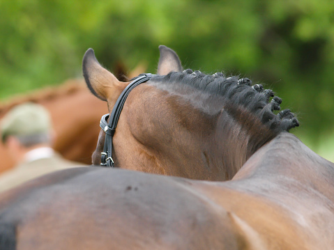 A shot of a show horse with a plaited mane from behind.